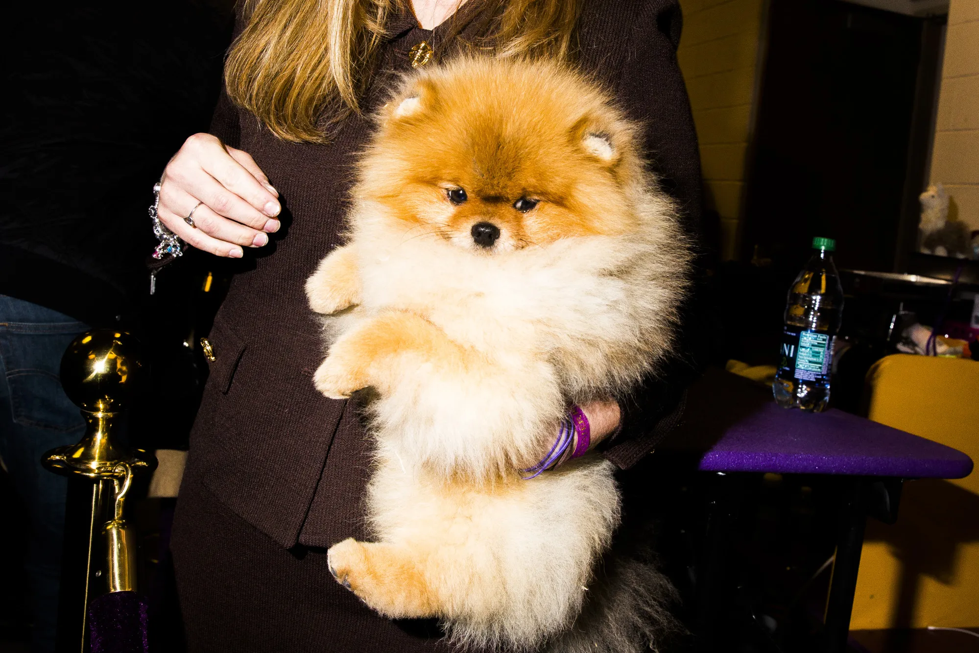 This is what a watchdog doesn’t look like.