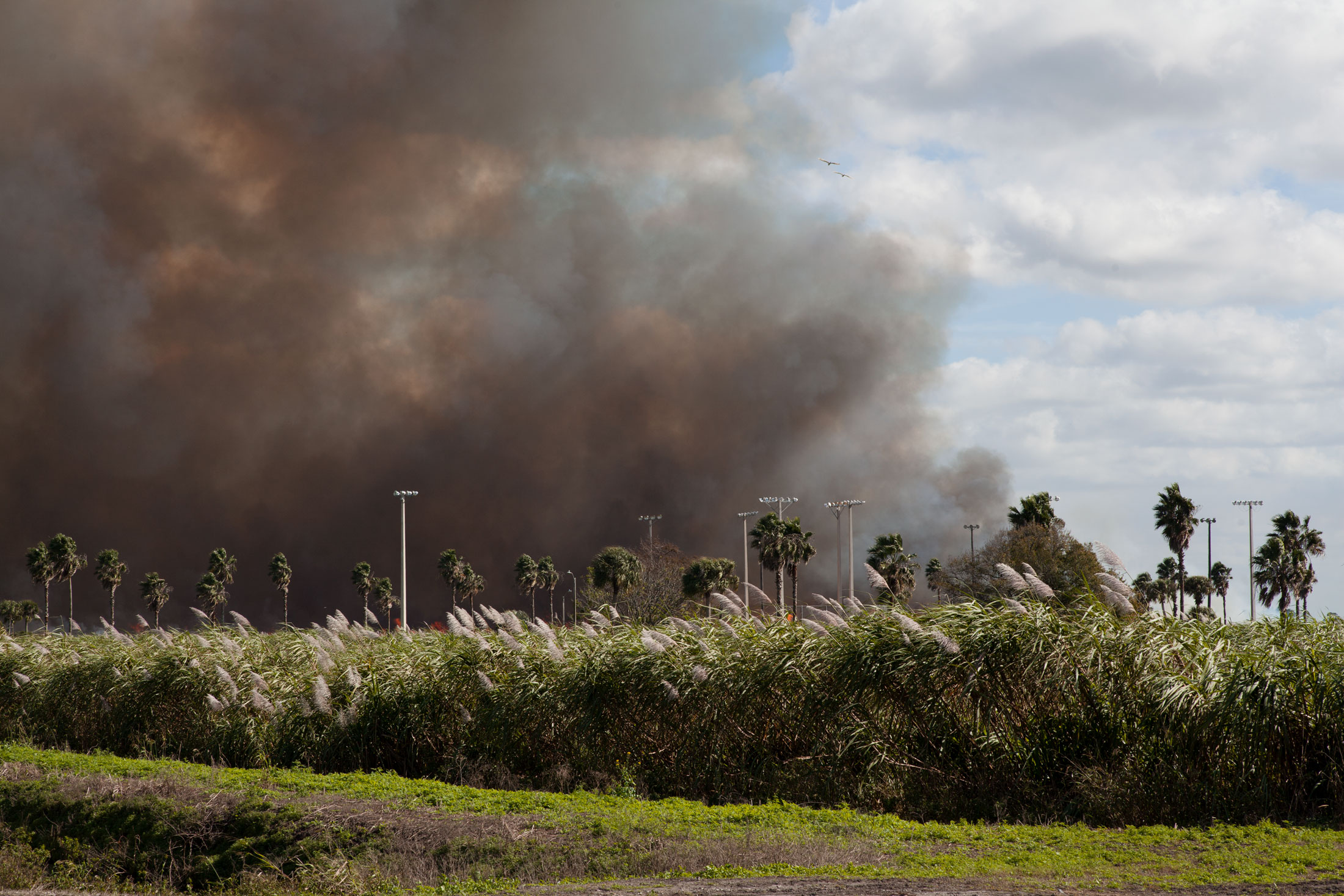 America's Sugar Cane Growers Have a Burning Problem - Bloomberg