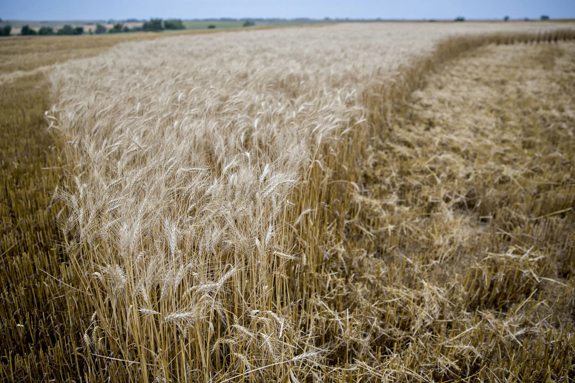 Hard red winter wheat stands in a field during harvest in Zurich, Kansas, on June 29, 2017.

