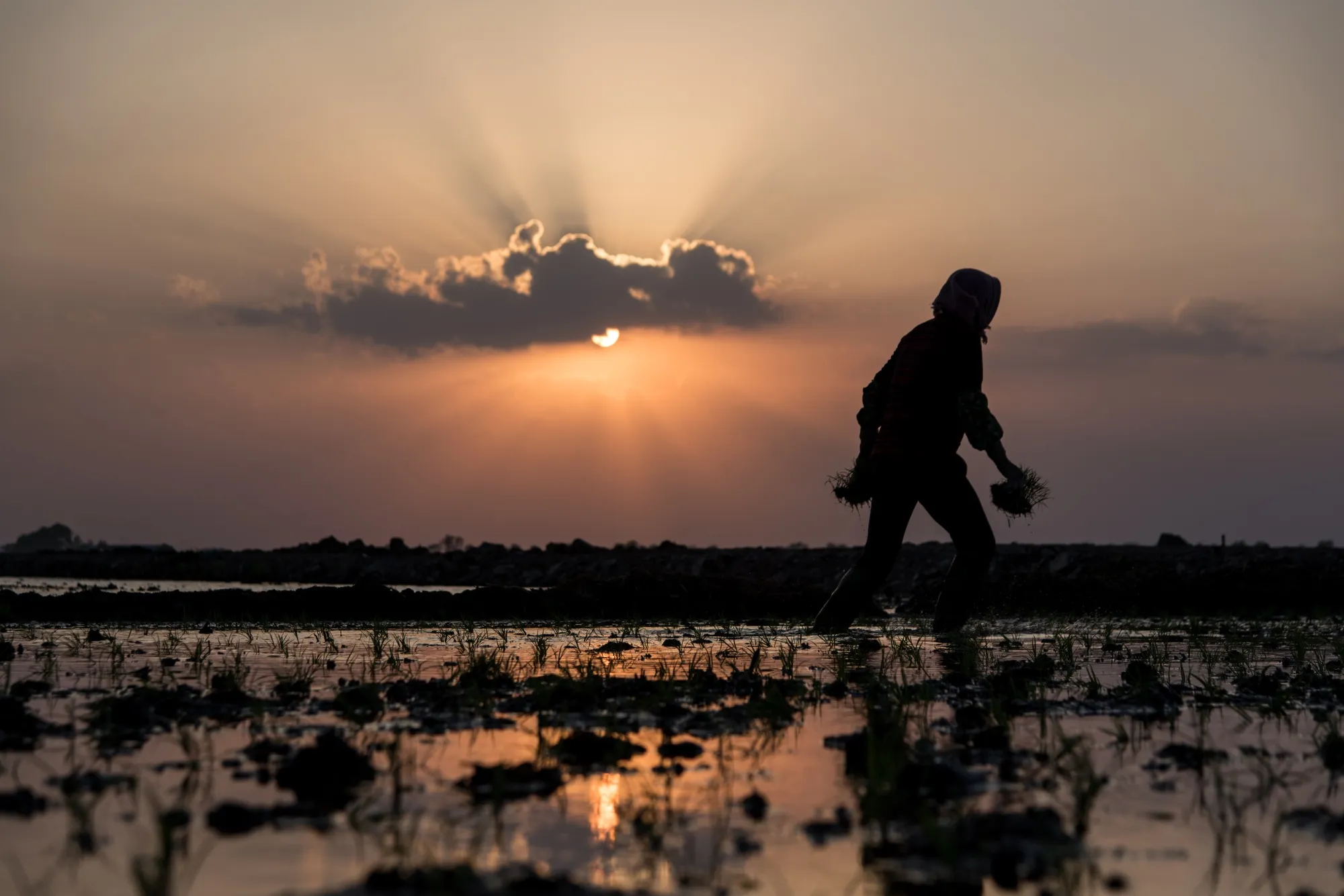 Farmers sow in a paddy field&nbsp;in Wuchang,&nbsp;Heilongjiang Province. In China, the fertile soil is a product of the region’s geography and its special history.&nbsp;