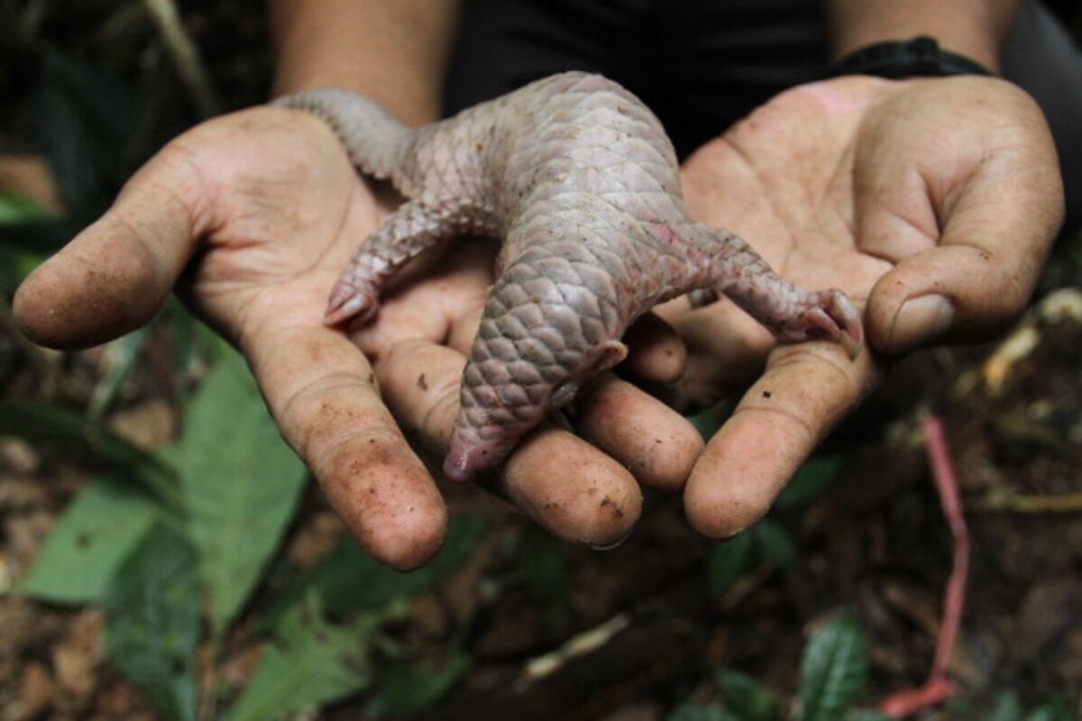 Taking Pangolins Off the Menu - Bloomberg