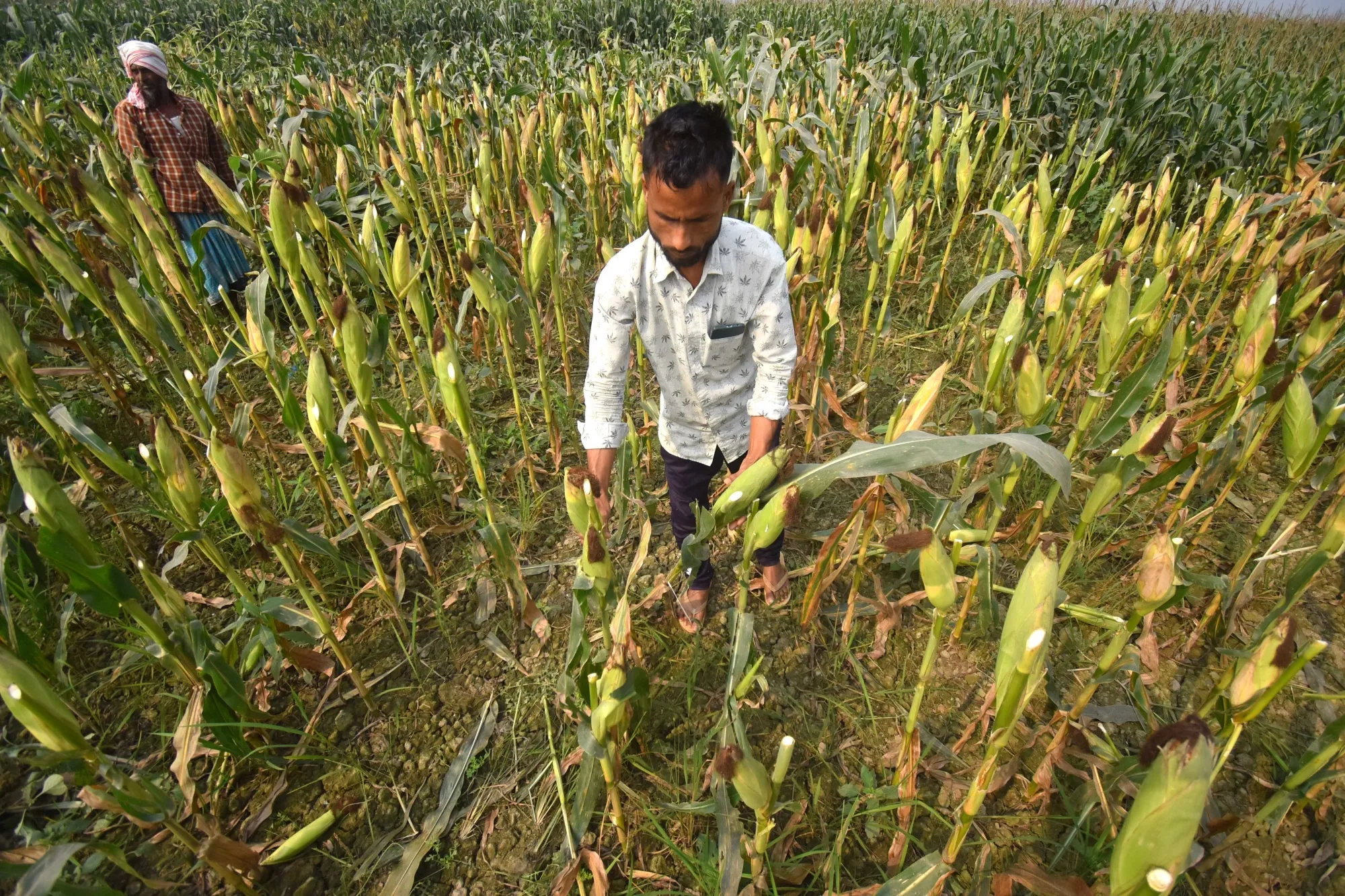 Corn could be a sticking point in Washington-New Delhi trade talks.