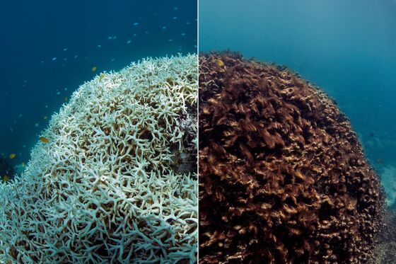 Australia Wrestles With Saving the Great Barrier Reef