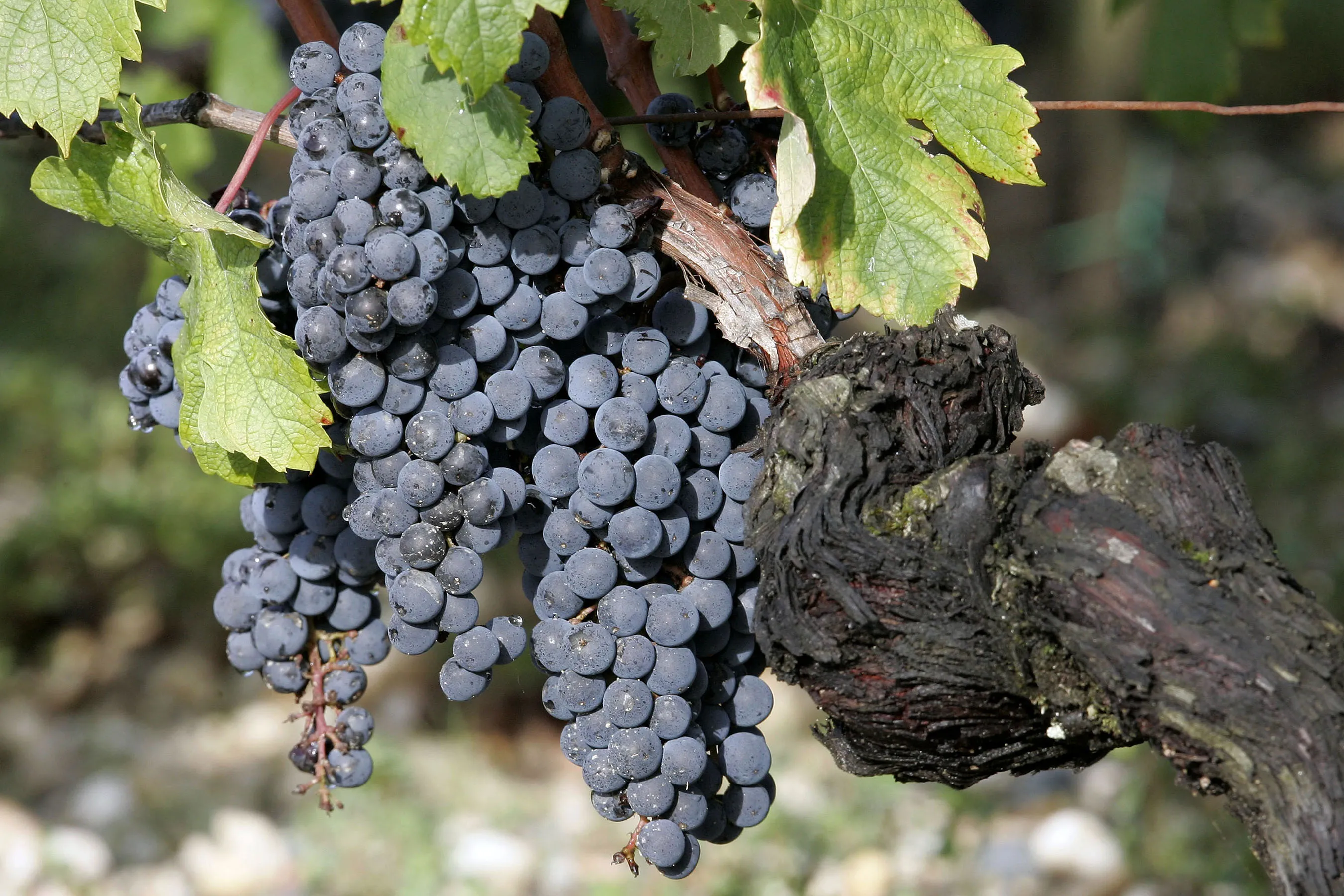 Bordeaux is renowned for its red wine grapes.
