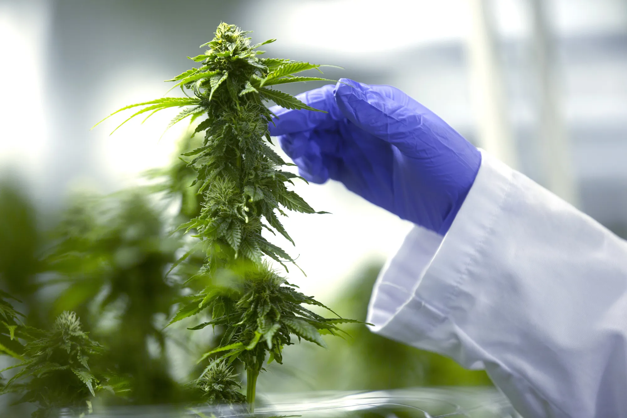 A worker inspects cannabis plants