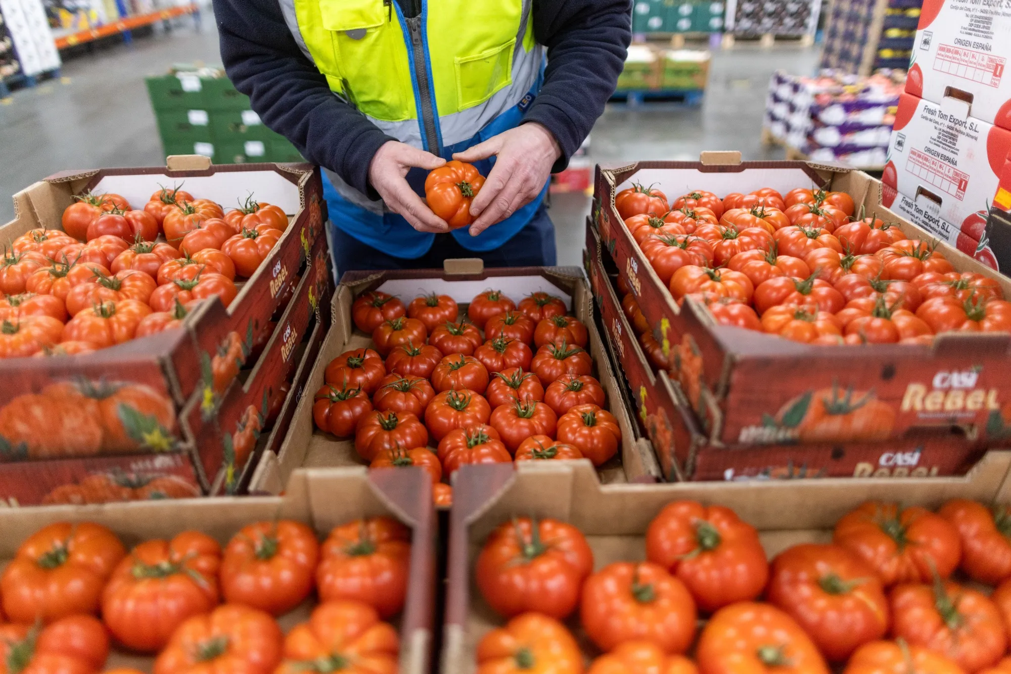 An employee checks tomatoes imported from Spain in Norwich, UK.