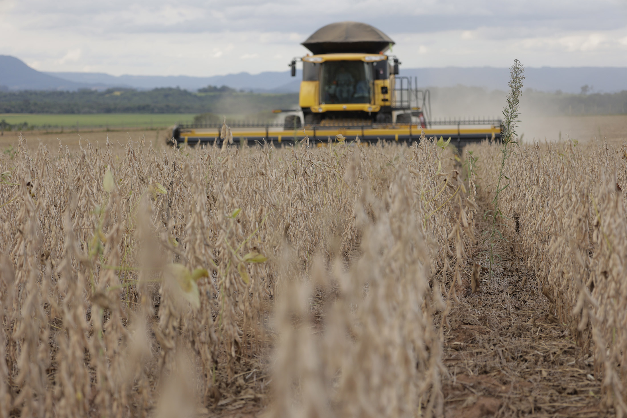 Clarice Couto on LinkedIn: Dry Weather in Key Crop Shipper Brazil