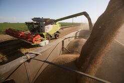 Russia Wheat Crop Estimates Sink 10% in a Month, Fueling Rally