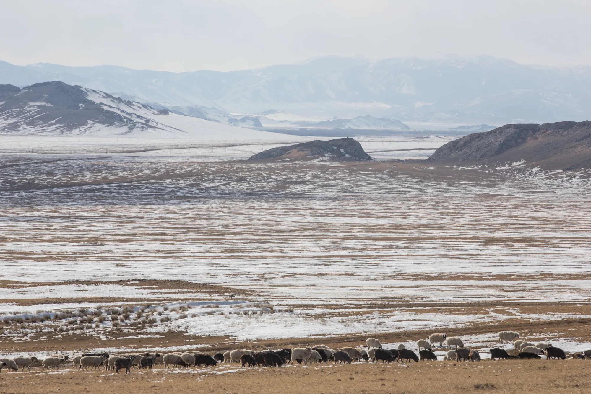 A herd of sheep and goats graze in Murun, Khovsgol Province, Mongolia in March 2017.