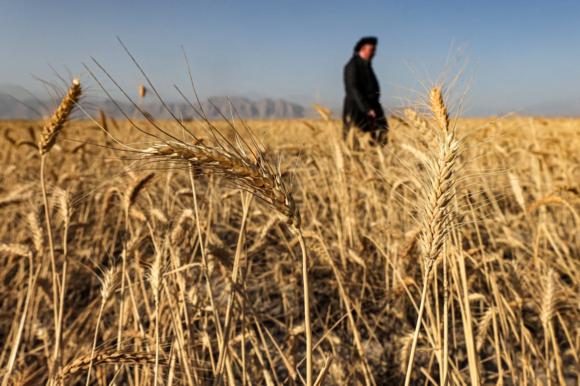 An Iraqi Kurdish farmer inspects wheat growing&nbsp;in&nbsp;the Kurdistan region of Iraq.