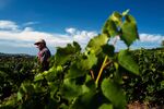 A French winegrower attends the first day of harvest in the vineyard in Ige, near Macon, south Burgundy, on Aug. 12.
