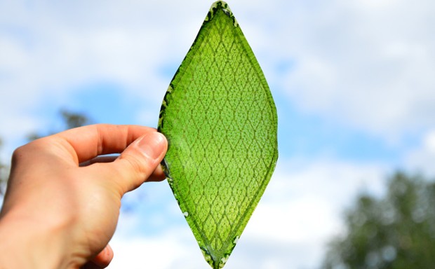 Julian Melchiorri's biological synthetic leaf.