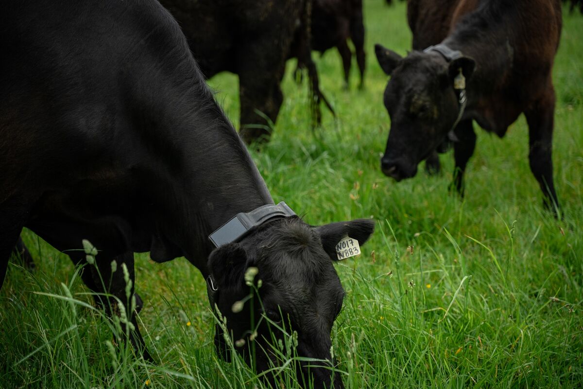 Tech: Thiel’s Founders Fund has invested in an AI-powered cow collar startup, which is now valued at $2 billion. The technology aims to enhance livestock management through real-time monitoring and data analytics, addressing efficiency in the agriculture sector.