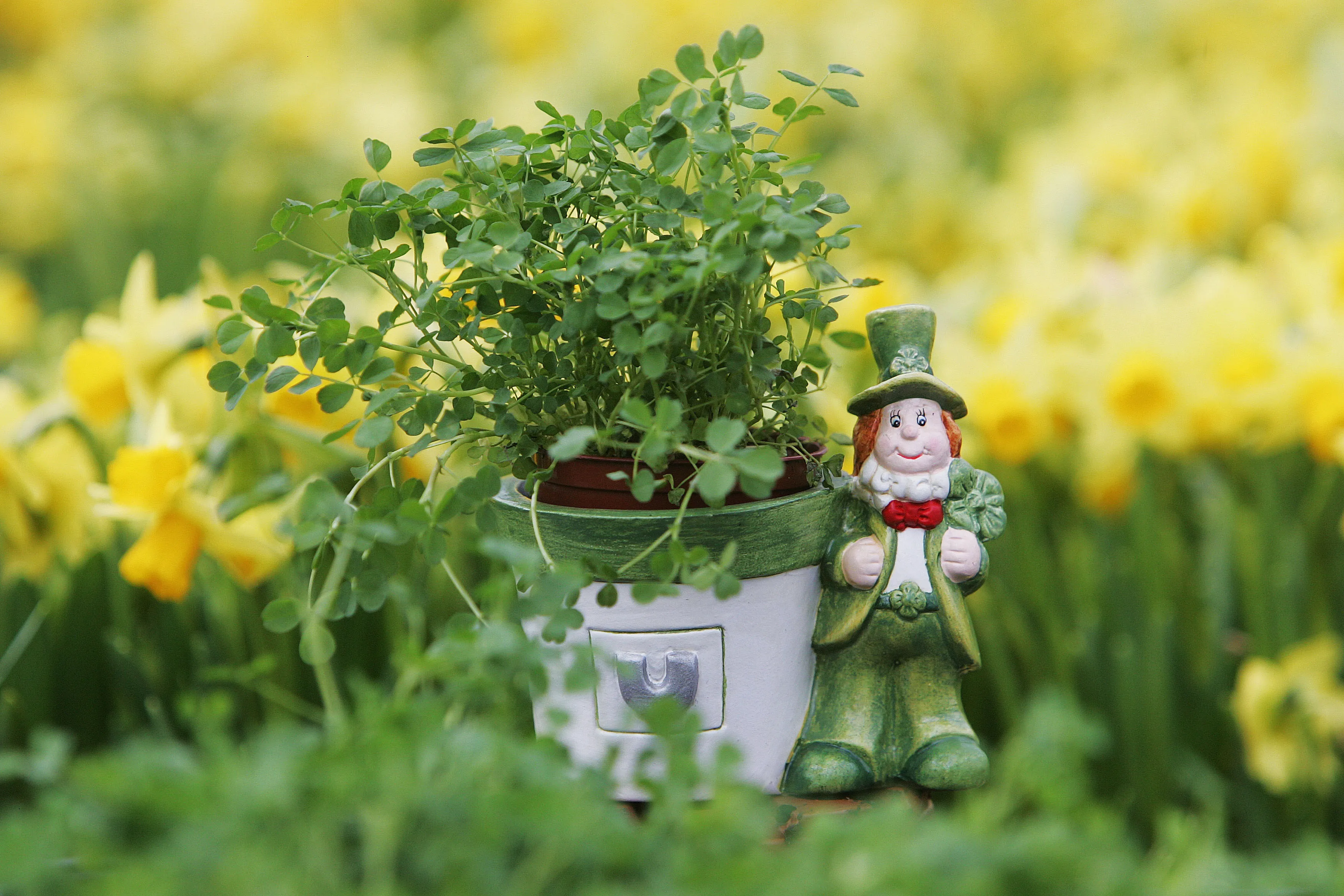 The term "shamrock" derives from the Irish word, seamrog, which translates to "little clover."