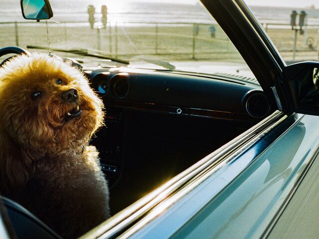 Lambo the goldendoodle in a Mercedes in Manhattan Beach, California
