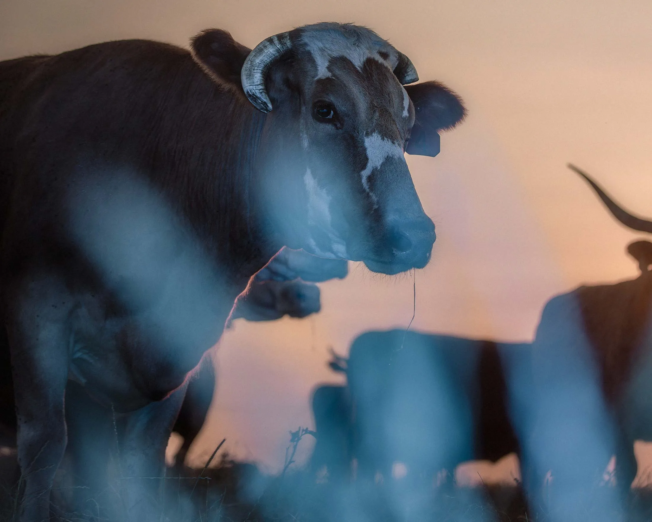 A cow in a feeding pasture with a herd in Rockwall, Texas.