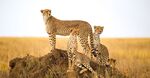 Cheetahs in Serengeti National Park, Tanzania.
