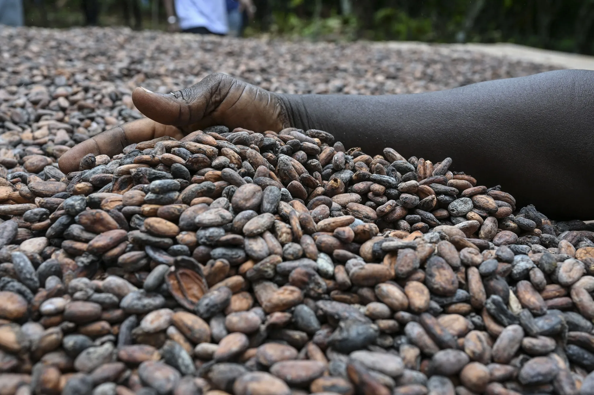 A farmer sifts through cocoa beans at a farm in Offoumpo, Ivory Coast.