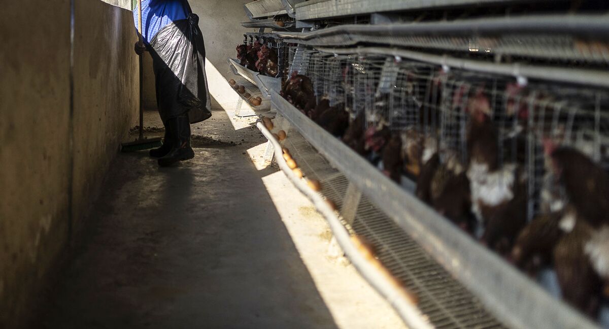 South Africa Urges Greater Biosecurity on Avian Flu Outbreak