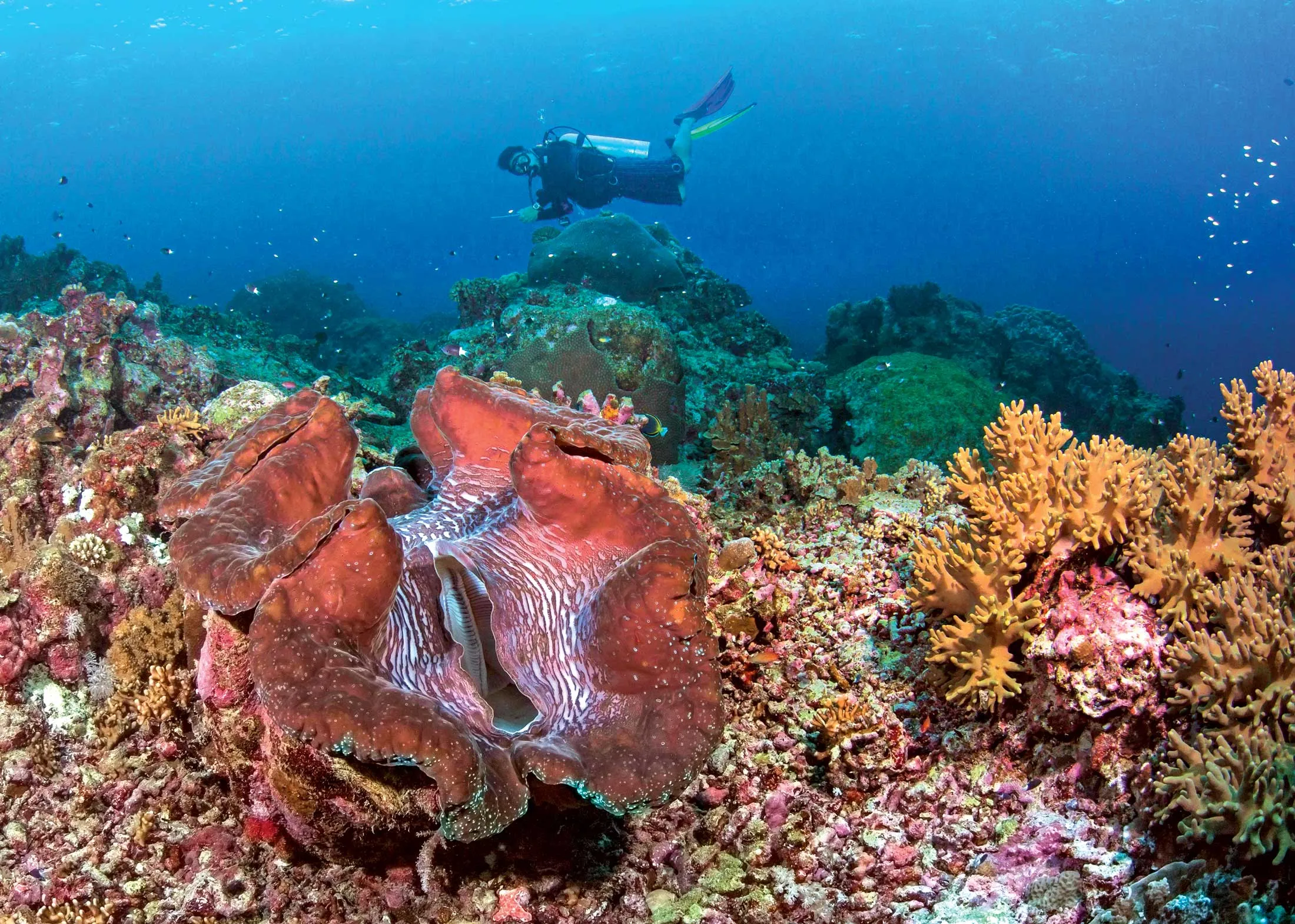 A living giant clam.
