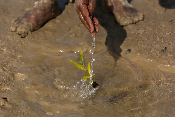 A 10 Billion-Tree Plan Is Restoring Pakistan’s Lost Forests