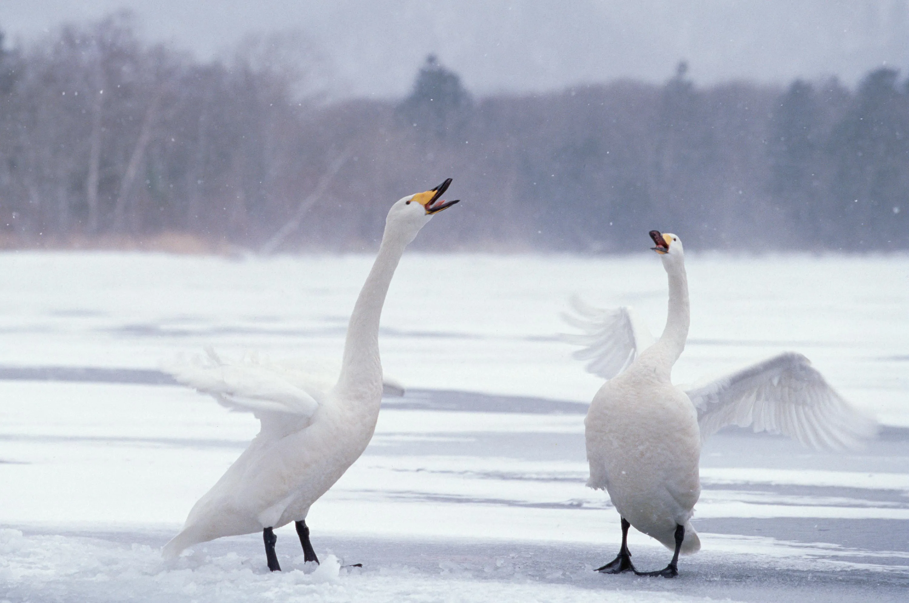 Whooper Swan (Cygnus cygnus) pair arguing at wintering site, Kussharo-ko, Hokkaido, Japan.
Photographer: Konrad Wothe/Minden Pictures