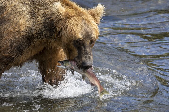 Brown Bears At Brooks Falls Gorge On Sockeye Salmon In Alaska's Katmai National Park