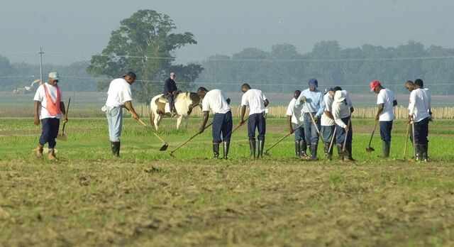 Prisoners hoeing at Angola in 2001.