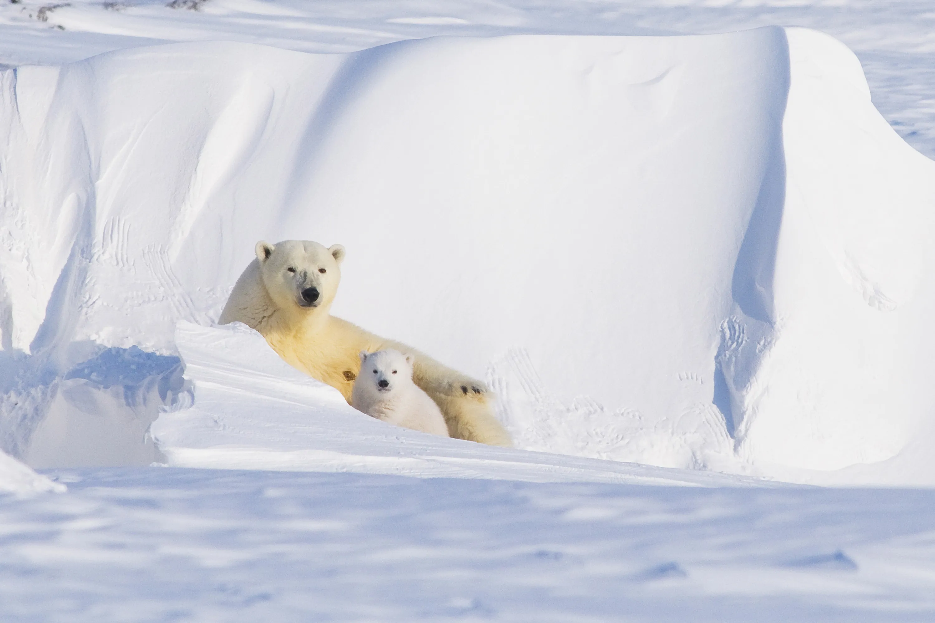 The Interior Department is fast-tracking a proposal to conduct seismic surveys in the Arctic National Wildlife Refuge that environmentalists say risks&nbsp;trampling polar bears in snow-covered dens.&nbsp;&nbsp;