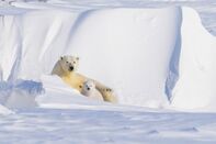 Polar Bears Emerge From Winter Den