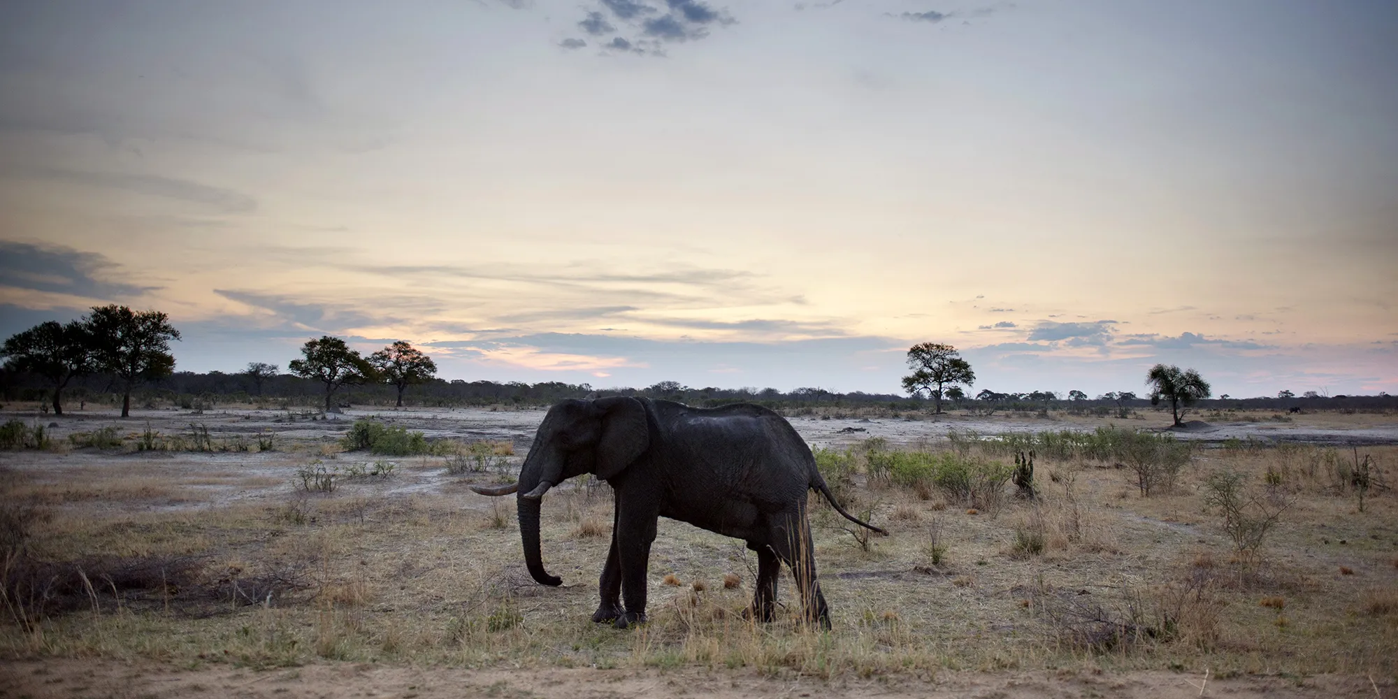 An African elephant walks in Hwange National Park in Zimbabwe.