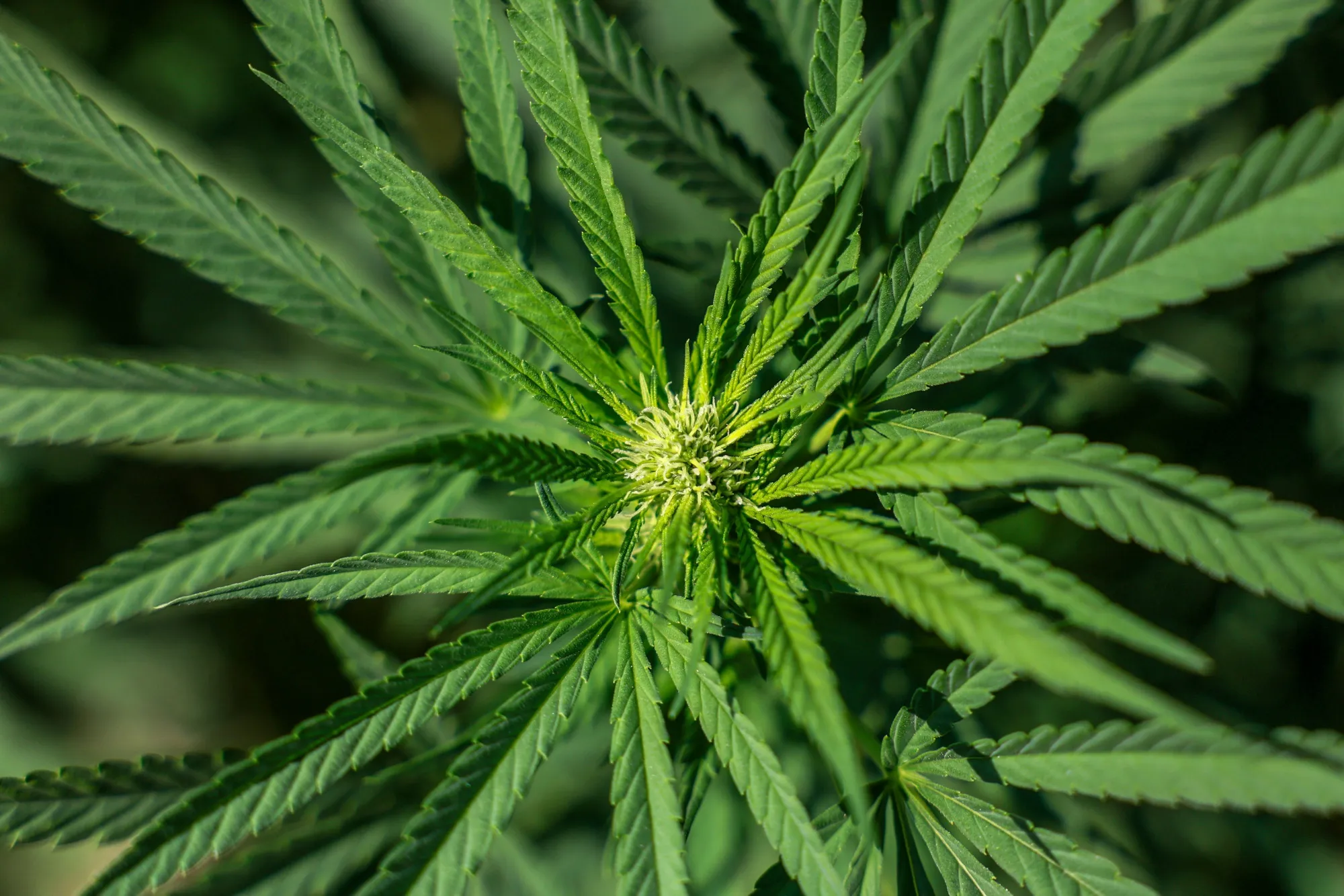 A low-THC hemp plant