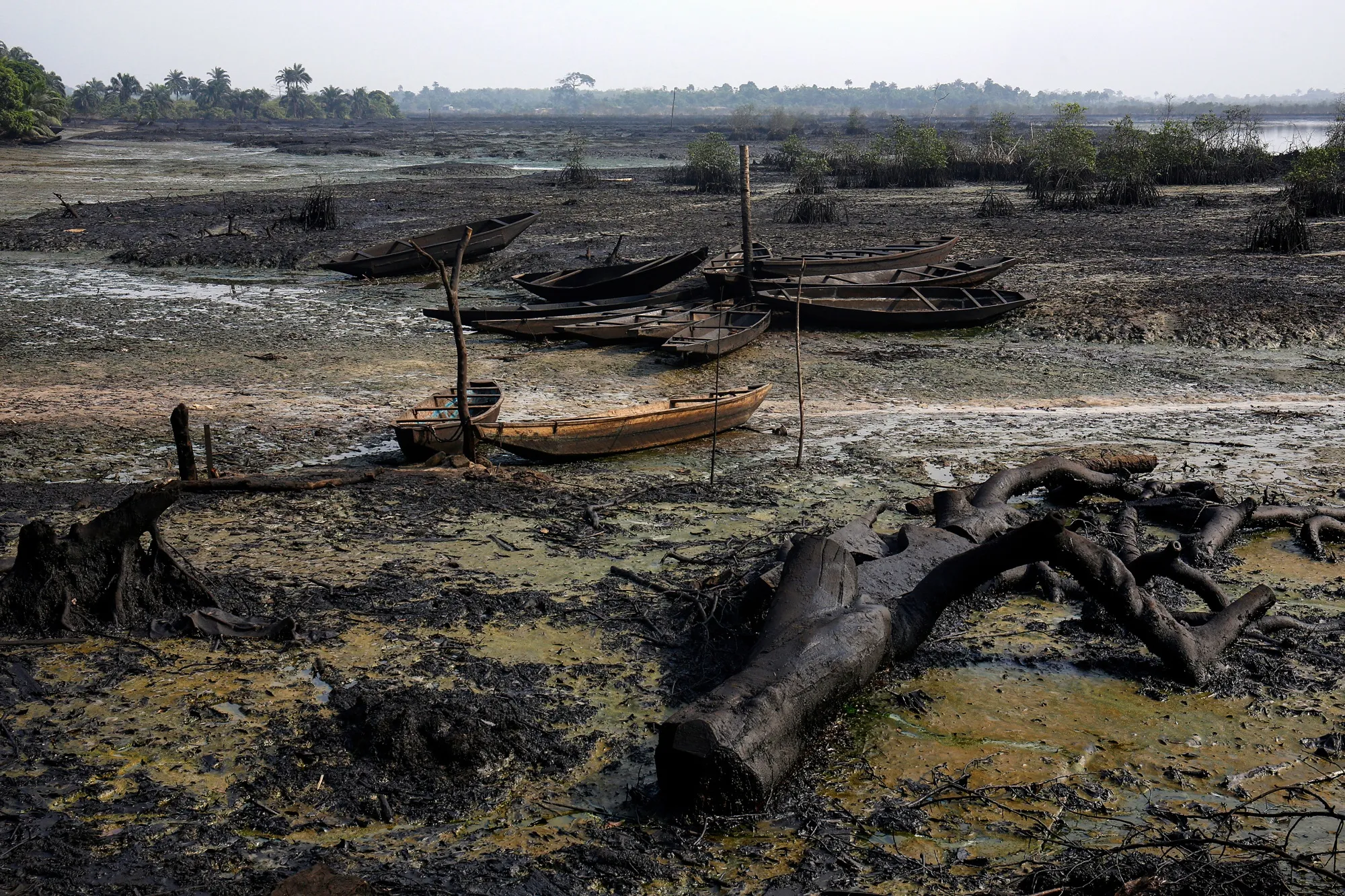 Oil-Rich Nigerian Region Eyes Carbon Deals from Mangroves - Bloomberg