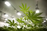 Inside The Canopy Growth Corp. Facility As Pot Growers Eye Global Expansion