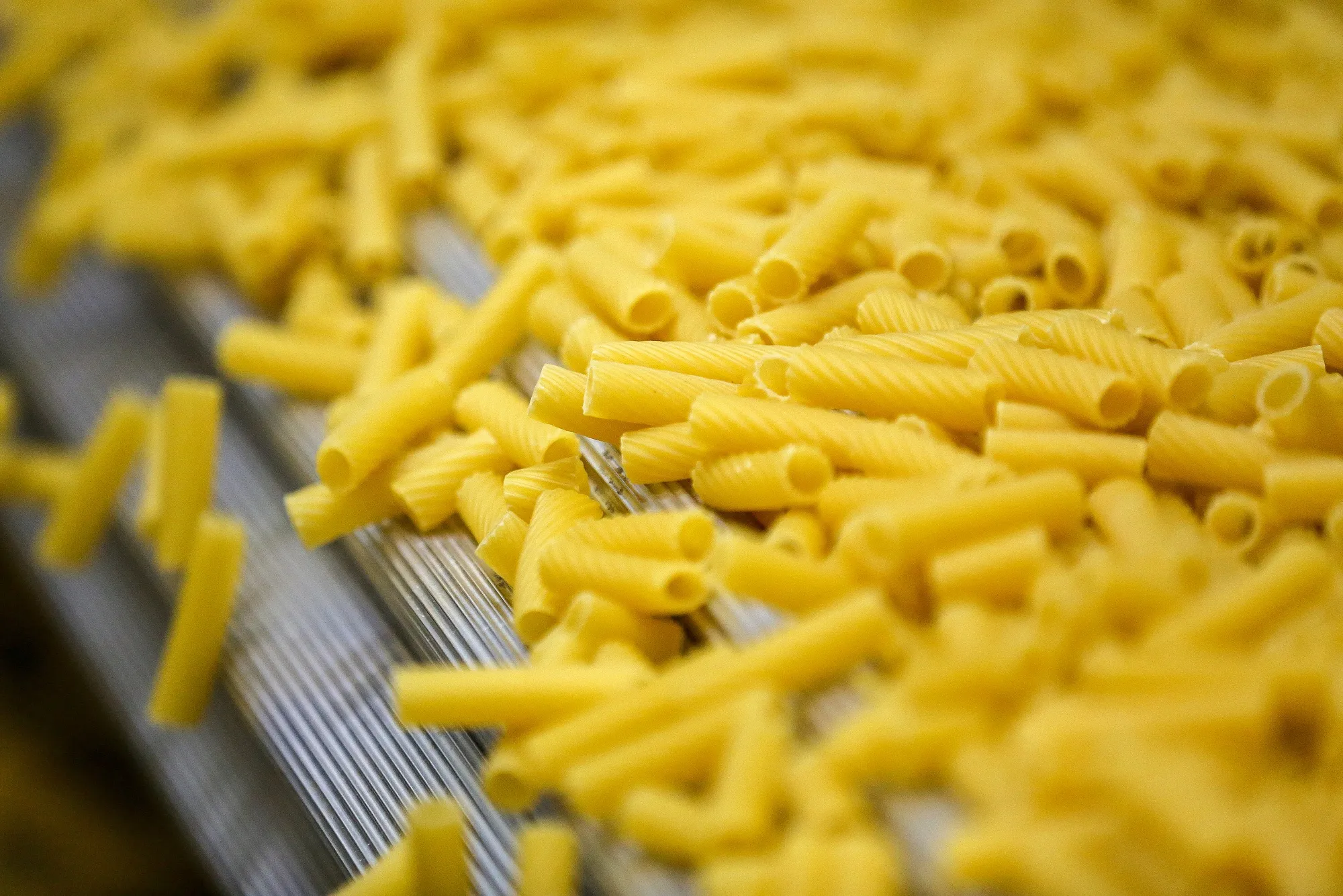 Tubes of tortiglioni pasta move along a conveyor.