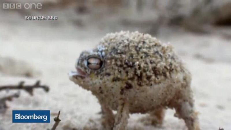 german black rain frog