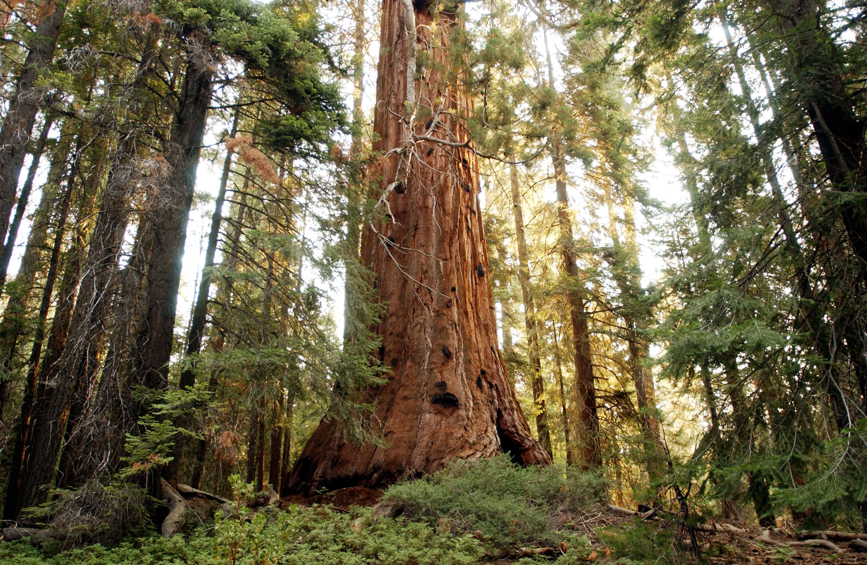 A giant sequoia tree&nbsp;in the Sequoia National Monument north of Kernville, California.