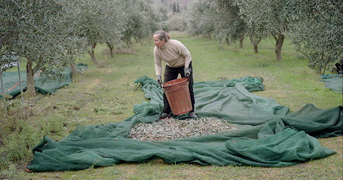 Olive Oil Price Hikes Reflect Greece’s New Climate Reality