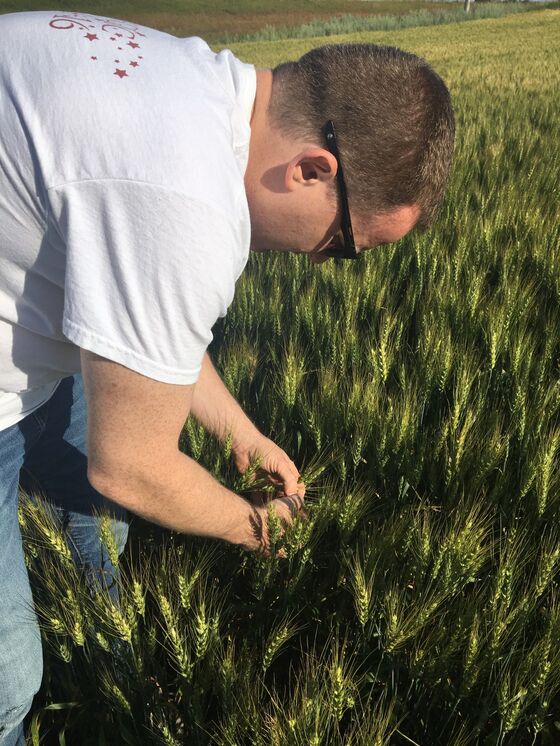 Crop Tours Provide More Evidence of Spring-Wheat Pressure