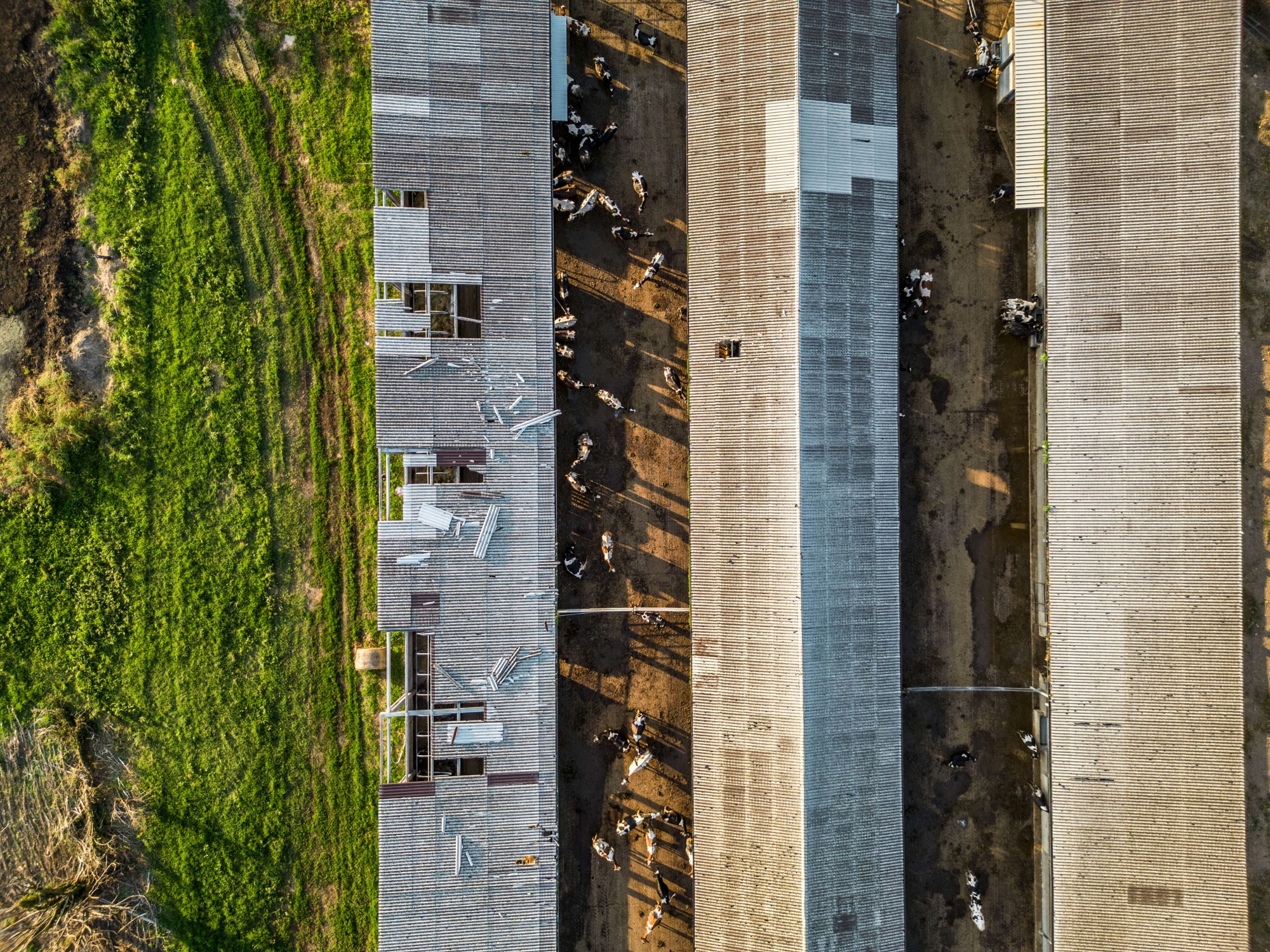 An aerial, bird's eye view of a cow shed with pieces of the roof missing and damaged. Cows can be seen standing under and around the shed.