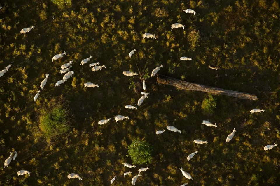 Aerial Views of the Brazilian Amazon
