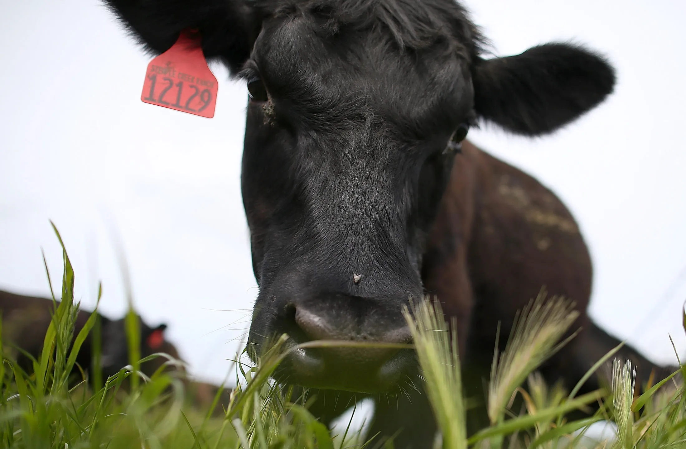 After shrinking supply sent beef costs surging last year, the government still expects output to drop to a 22-year low in 2015.
