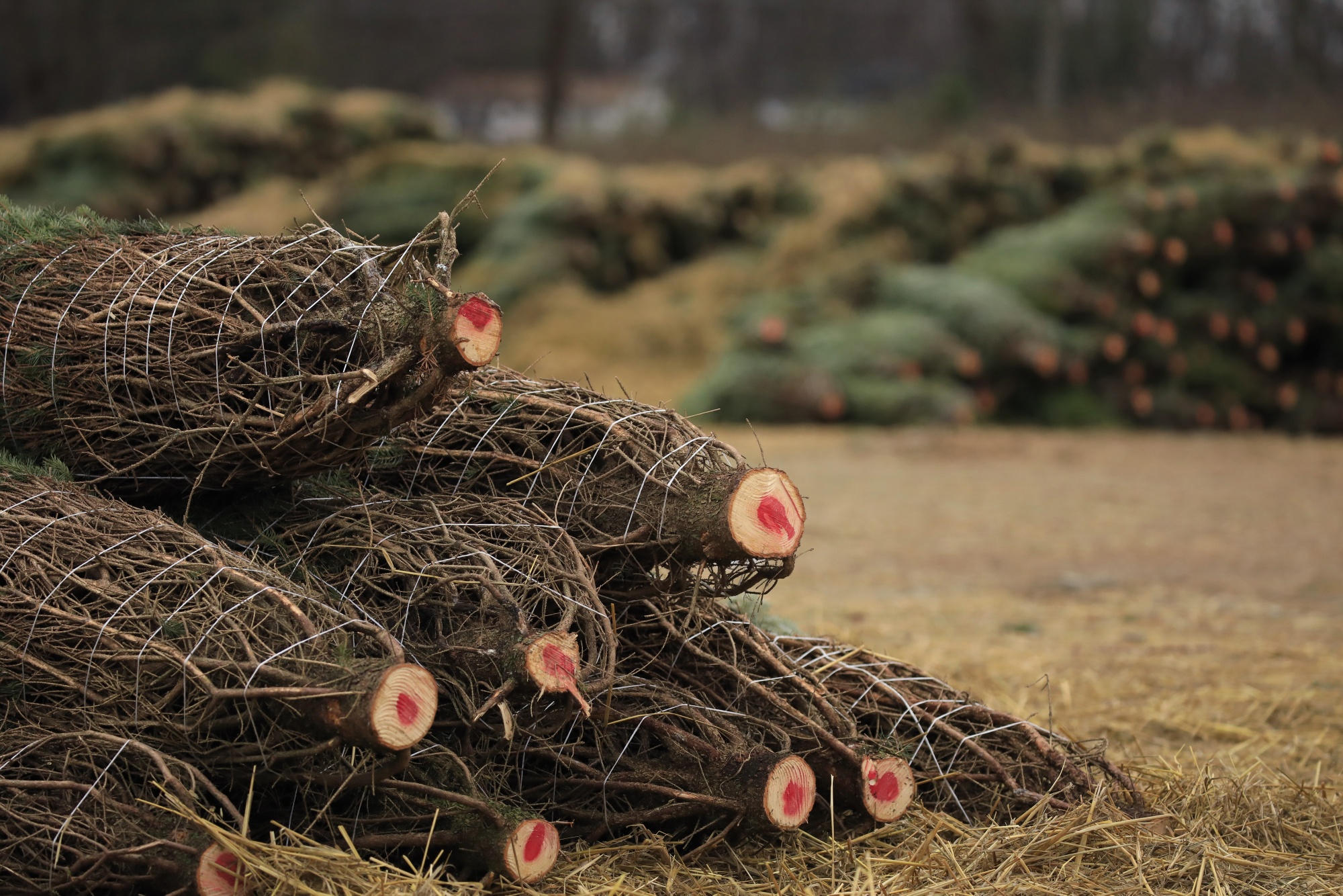 Christmas Tree Harvest As Holiday Season Approaches