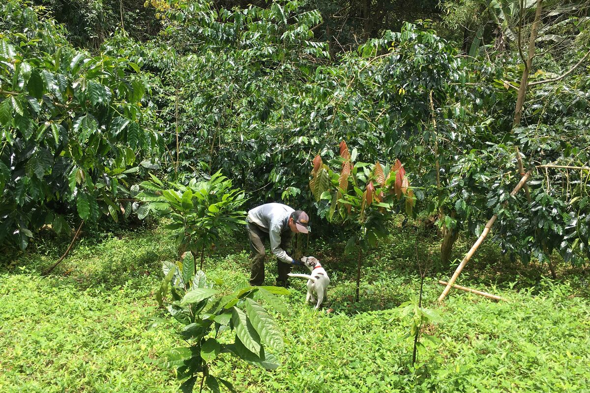 Trump Tariffs Spell Trouble for Hawaii’s Few Coffee Farmers