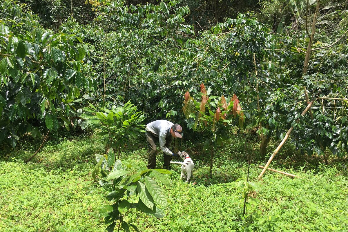 Trump Tariffs Spell Trouble for Hawaii’s Few Coffee Farmers