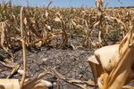 Corn crops that died due to extreme heat and drought during a heatwave in Austin, Texas, earlier in July.&nbsp;