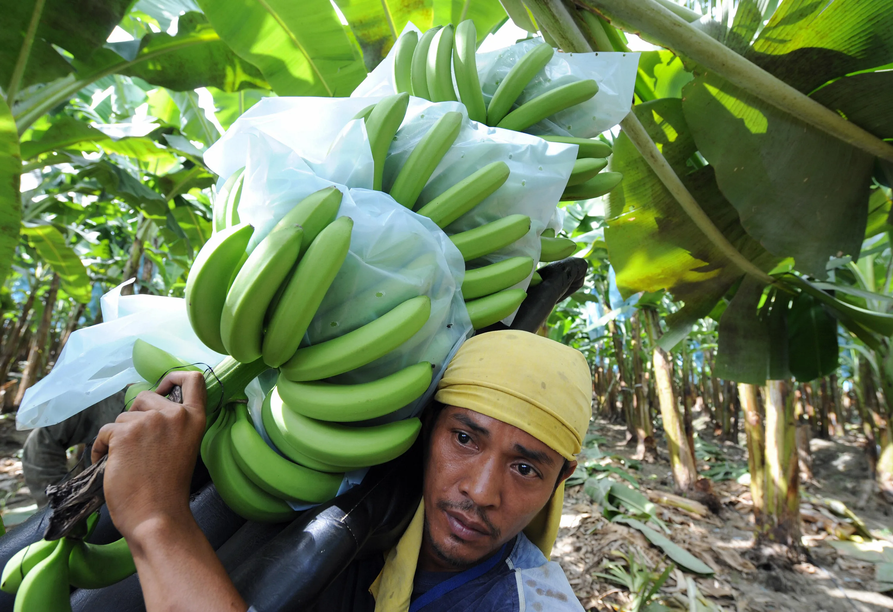 A worker harvests banana fruit at a plantation in Tagum on the island of Mindanao, Philippines.