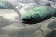 Fish Salmon GETTY sub