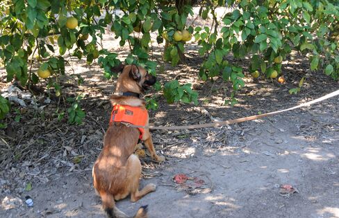A member of the ten-dog squad that is becoming a crucial ally in stopping the spread of citrus greening.