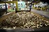 Ammunition awaiting inspection following the production-wash process at Lake City Army Ammunition Plant.